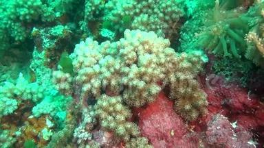 马尔代夫海底干净的清澈海底上的海葵和柔软的绿色珊瑚。